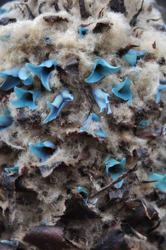 As flores azuis de uma bromélia no Parque Nacional Cajas, na região de Cuenca, no Equador